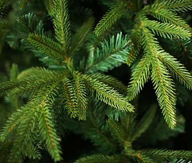 Искусственные ёлки премиум в Архангельске